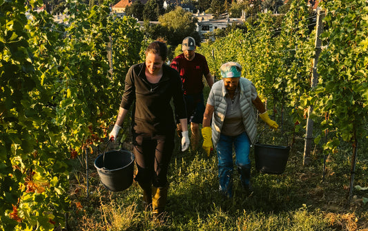 Weinlese beim Weingut Kroiss