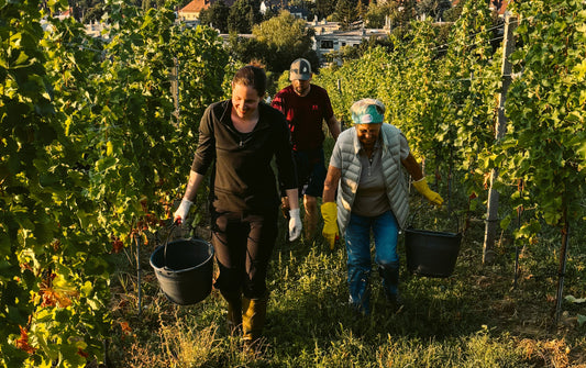 Weinlese beim Weingut Kroiss