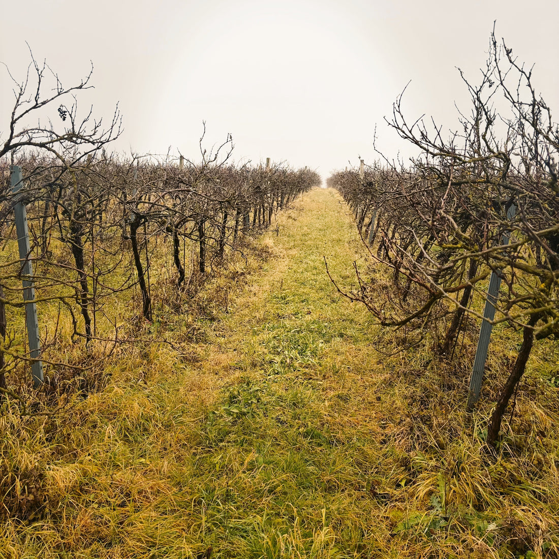 Ein Tag in Jois: Nebel, Reben und ein besonderer Winzer