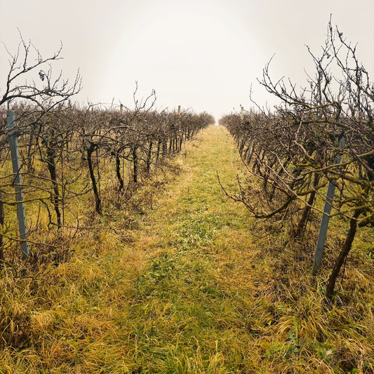 Ein Tag in Jois: Nebel, Reben und ein besonderer Winzer