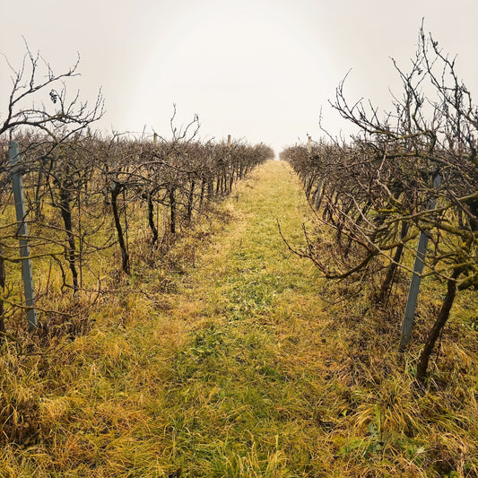 Ein Tag in Jois: Nebel, Reben und ein besonderer Winzer